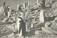 Boletin del Instituto Antártico Argentino